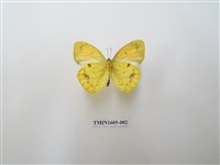 藏品(異粉蝶)的圖片